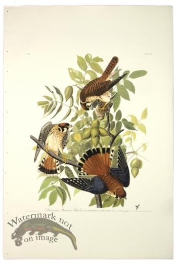 American Sparrow Hawk